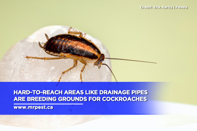 Hard-to-reach areas like drainage pipes are breeding grounds for cockroaches