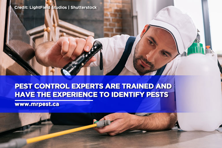 Pest control experts are trained and have the experience to identify pests
