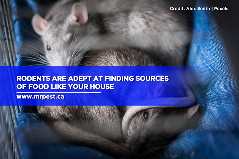 Rodents are adept at finding sources of food like your house