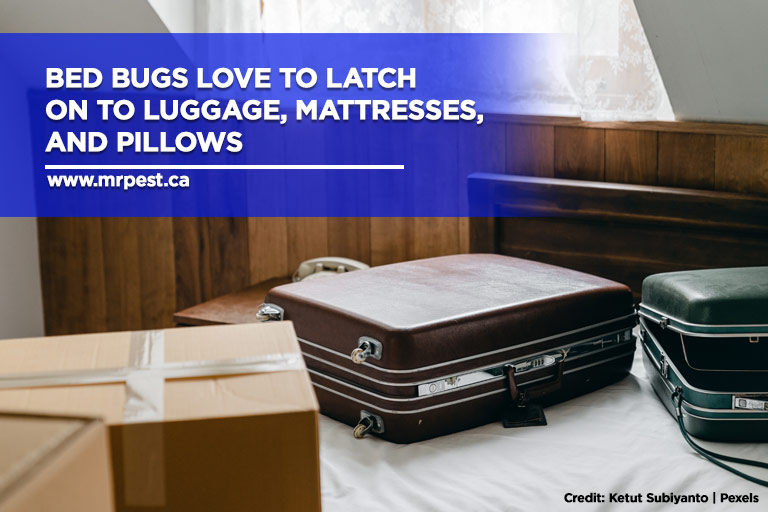Bed bugs love to latch on to luggage, mattresses, and pillows
