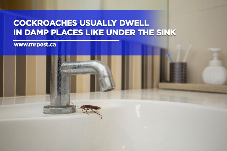 Cockroaches usually dwell in damp places like under the sink