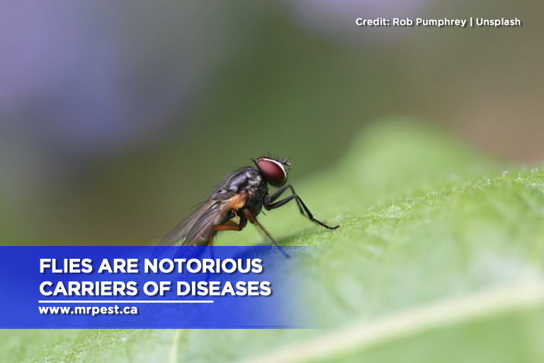 Flies are notorious carriers of diseases