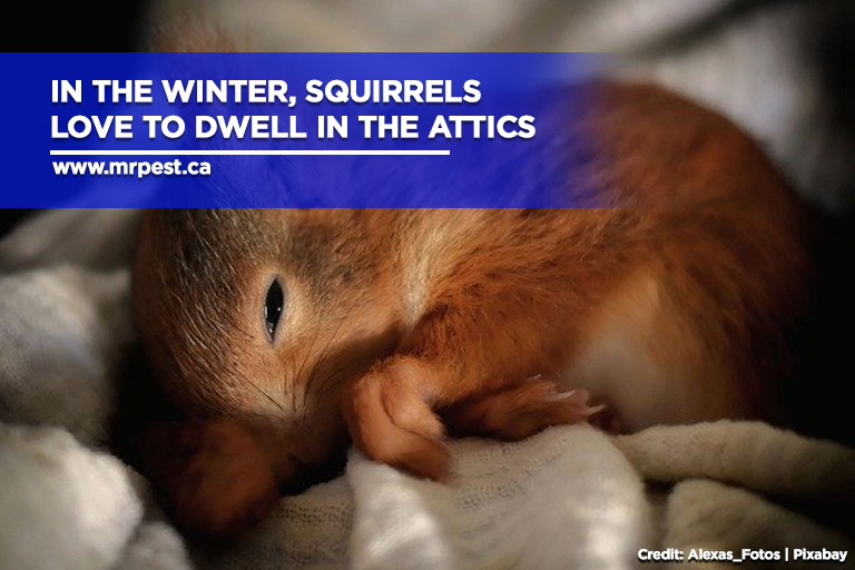 In the winter, squirrels love to dwell in the attics