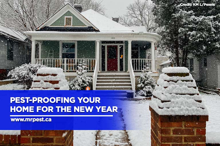 Pest-Proofing Your Home for the New Year
