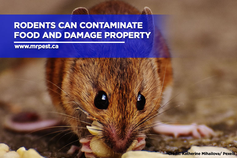 Rodents can contaminate food and damage property