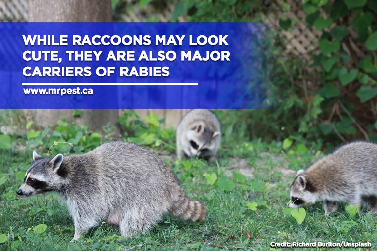 While raccoons may look cute, they are also major carriers of rabies