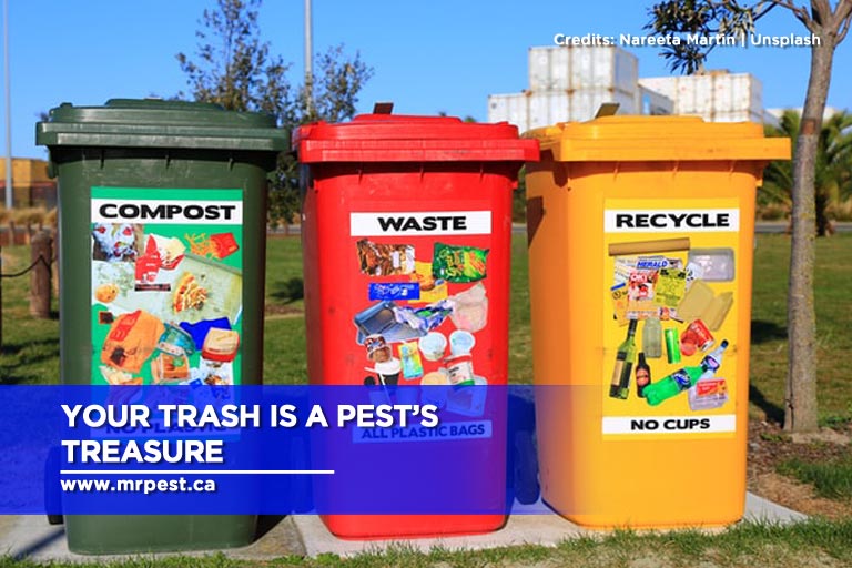 Your trash is a pest’s treasure
