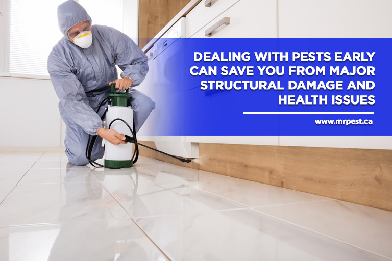 Dealing with pests early can save you from major structural damage and health issues