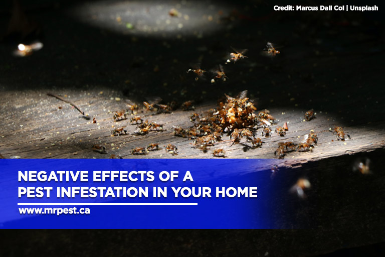 Negative Effects of a Pest Infestation in Your Home