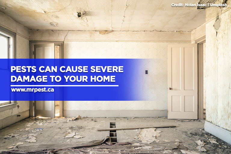 Pests can cause severe damage to your home