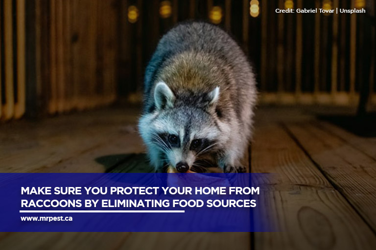 Make sure you protect your home from raccoons by eliminating food sources