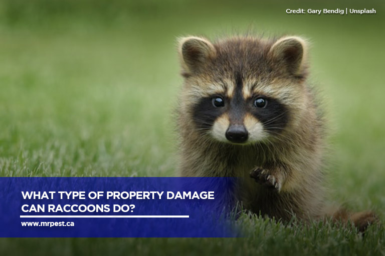 What Type of Property Damage Can Raccoons Do?