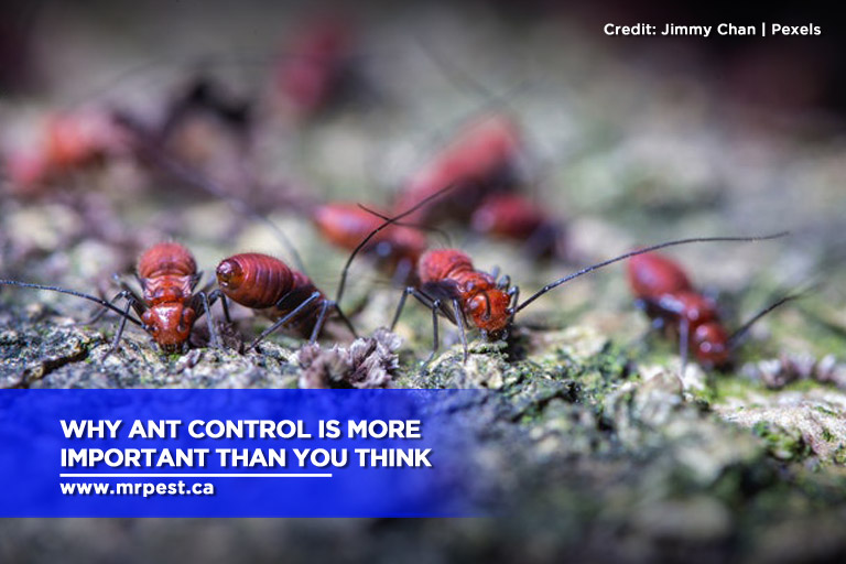 Why Ant Control Is More Important Than You Think