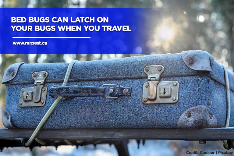 Bed bugs can latch on your bugs when you travel
