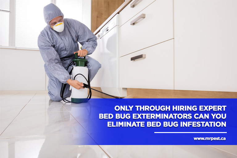 Only through hiring expert bed bug exterminators can you eliminate bed bug infestation