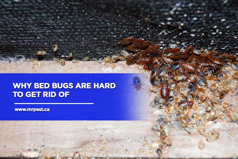 Why Bed Bugs Are Hard to Get Rid Of