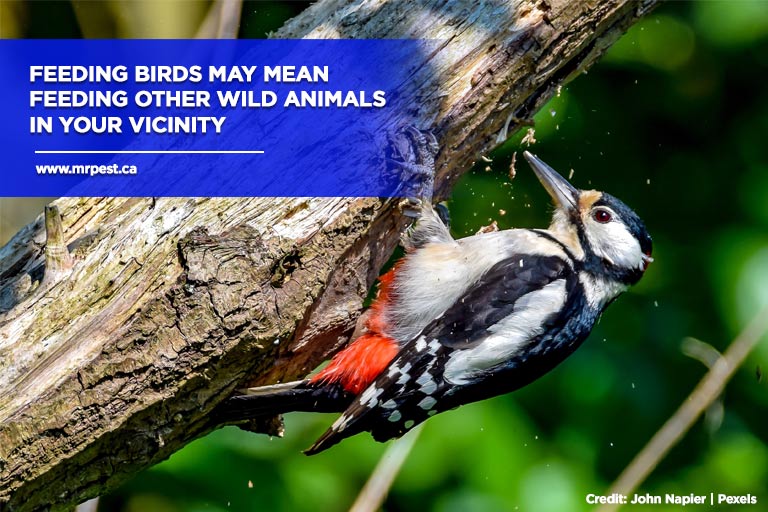 Feeding birds may mean feeding other wild animals in your vicinity