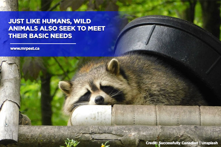 Just like humans, wild animals also seek to meet their basic needs