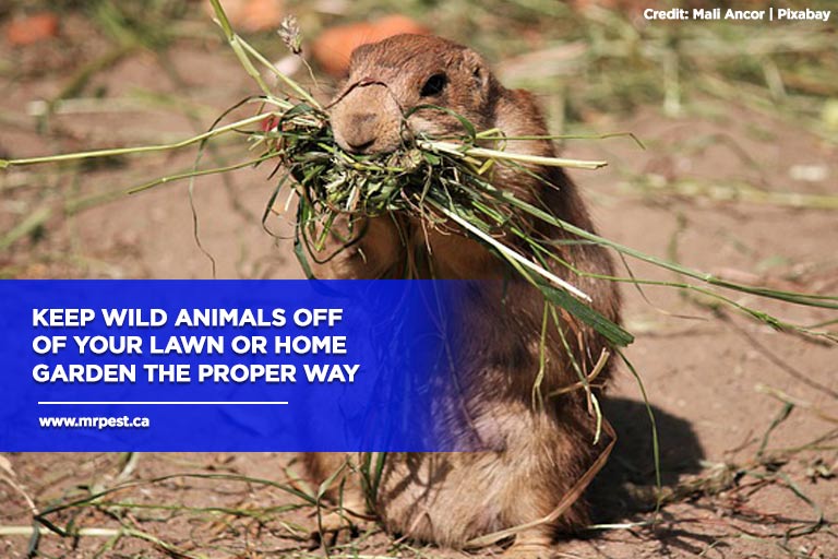 Keep wild animals off of your lawn or home garden the proper way