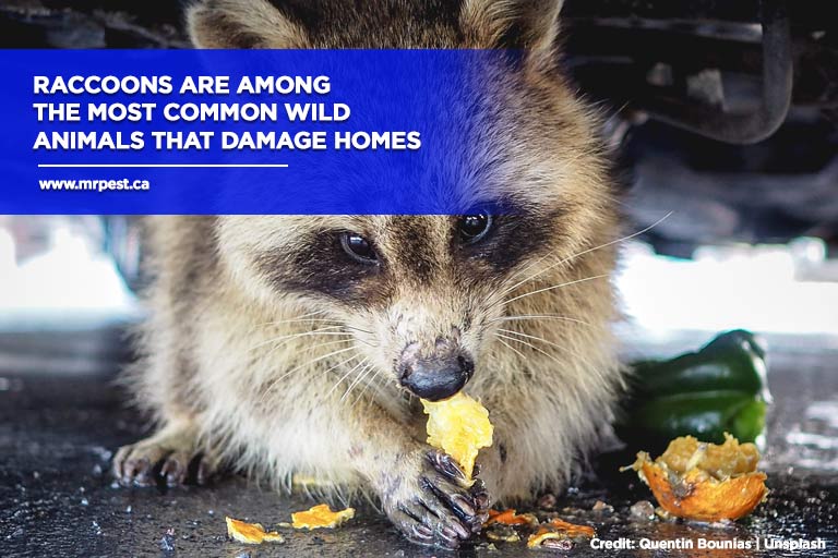 Raccoons are among the most common wild animals that damage homes