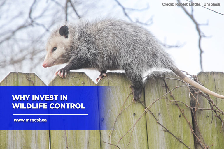 Why Invest in Wildlife Control