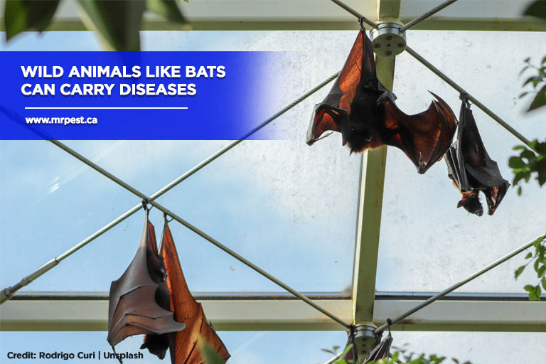 Wild animals like bats can carry diseases
