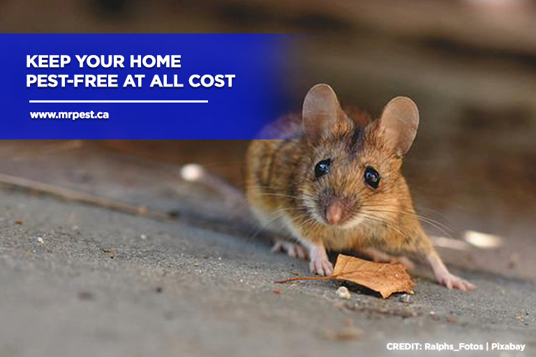 Keep your home pest-free at all cost