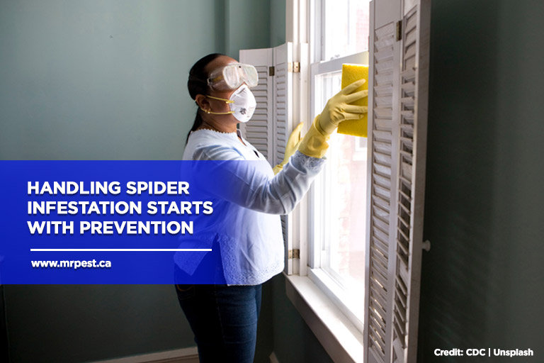 Handling spider infestation starts with prevention