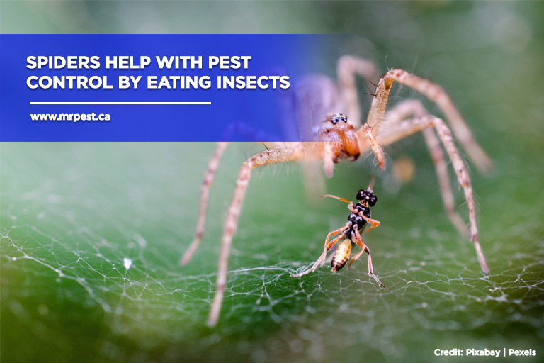 Spiders help with pest control by eating insects