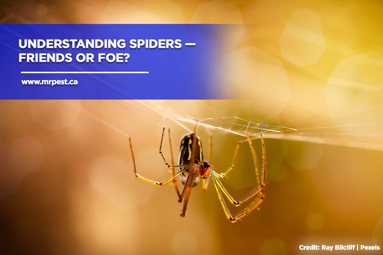 Understanding Spiders Friends or Foe?
