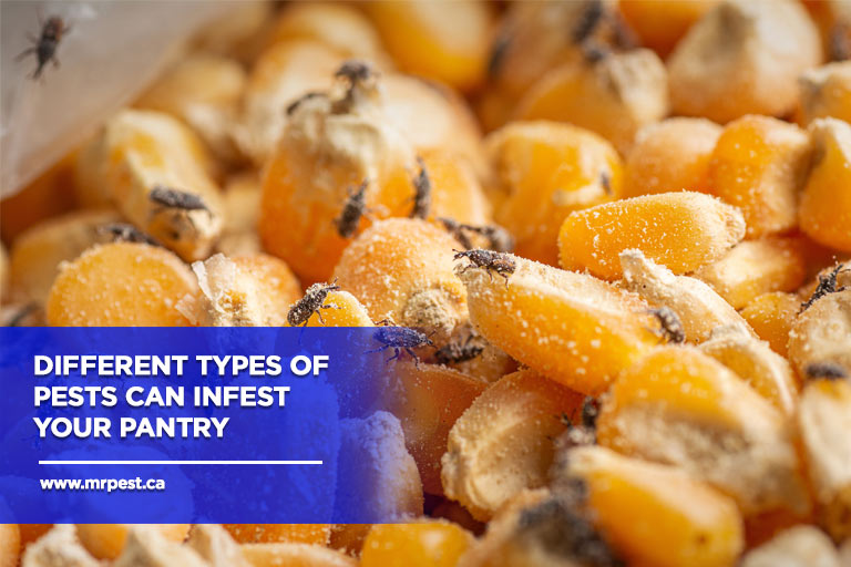 Different types of pests can infest your pantry