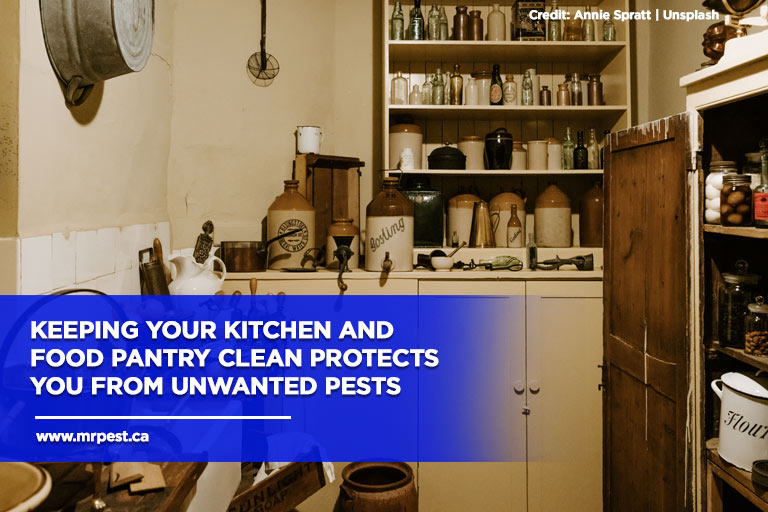 Keeping your kitchen and food pantry clean protects you from unwanted pests