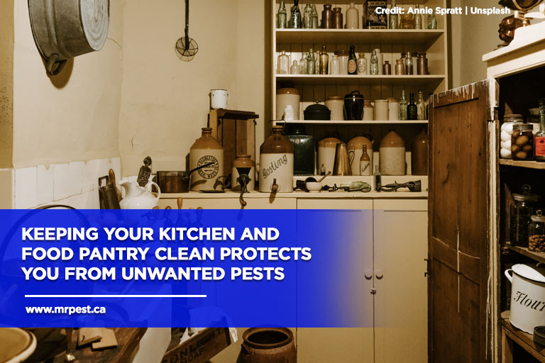 https://www.mrpest.ca/wp-content/uploads/2022/08/Keeping-your-kitchen-and-food-pantry-clean-protects-you-from-unwanted-pests.jpg