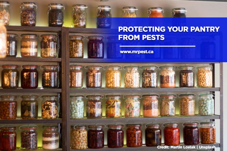 Protecting Your Pantry From Pests