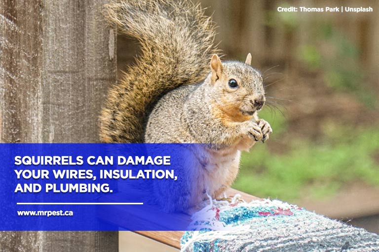 Why Squirrels Are Bad for Your Home Mr Pest Control