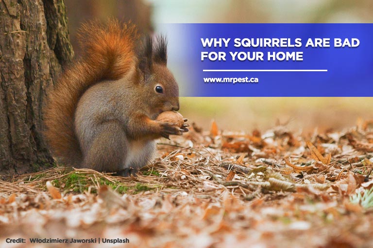 Why Squirrels Are Bad for Your Home