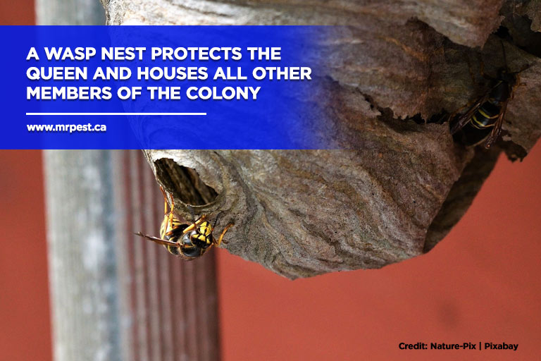 A wasp nest protects the queen and houses all other members of the colony
