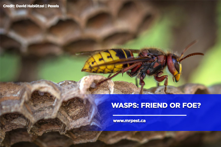 Wasps: Friend or Foe?