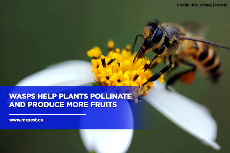 Wasps help plants pollinate and produce more fruits