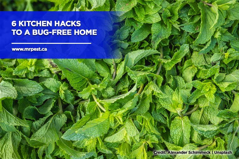 6 Kitchen Hacks to a Bug-Free Home
