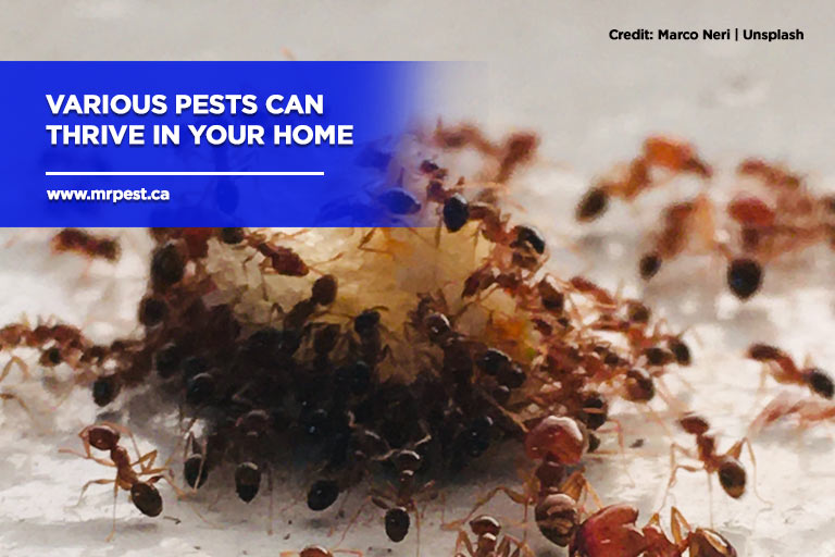 Various pests can thrive in your home