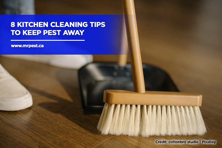 8 Kitchen Cleaning Tips to Keep Pest Away