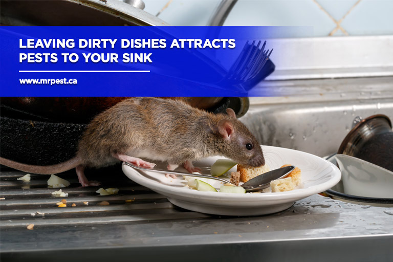 Leaving dirty dishes attracts pests to your sink