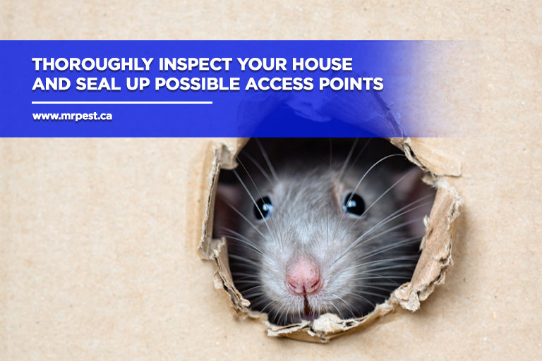 Thoroughly inspect your house and seal up possible access points