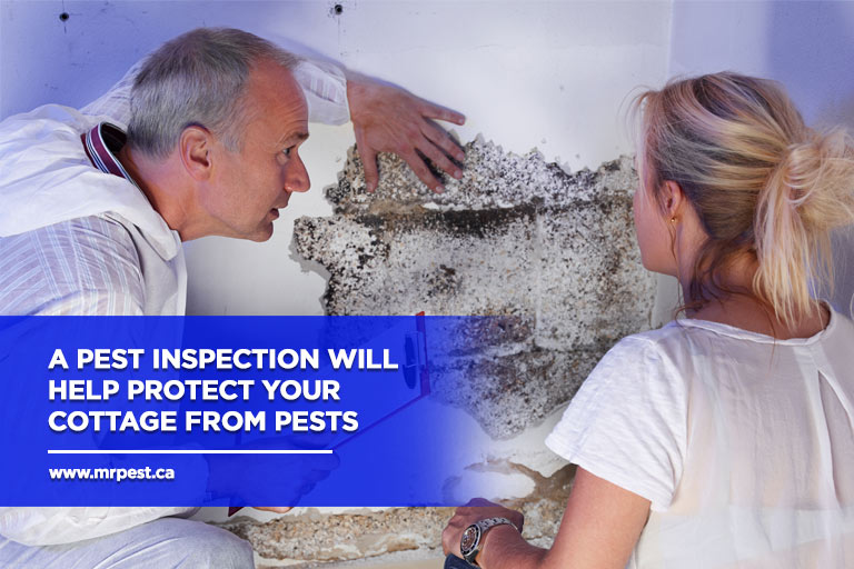 A pest inspection will help protect your cottage from pests