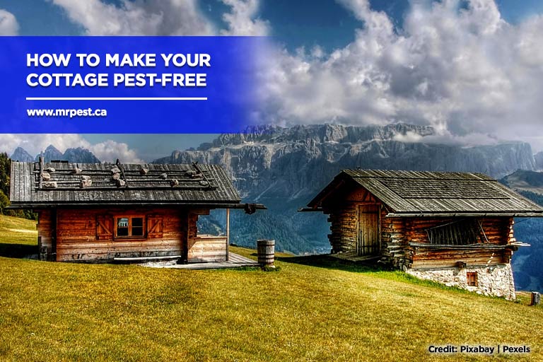How to Make Your Cottage Pest-Free
