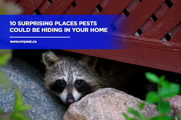 10 Surprising Places Pests Could Be Hiding in Your Home