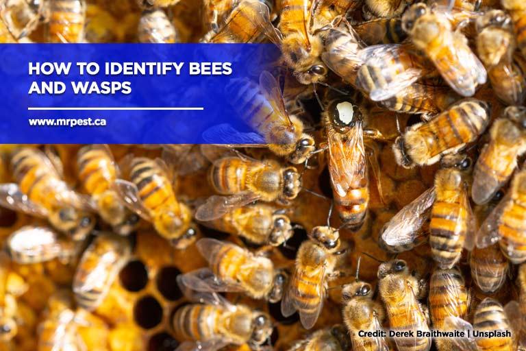 How to Identify Bees and Wasps