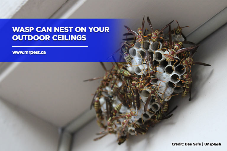 Wasp can nest on your outdoor ceilings