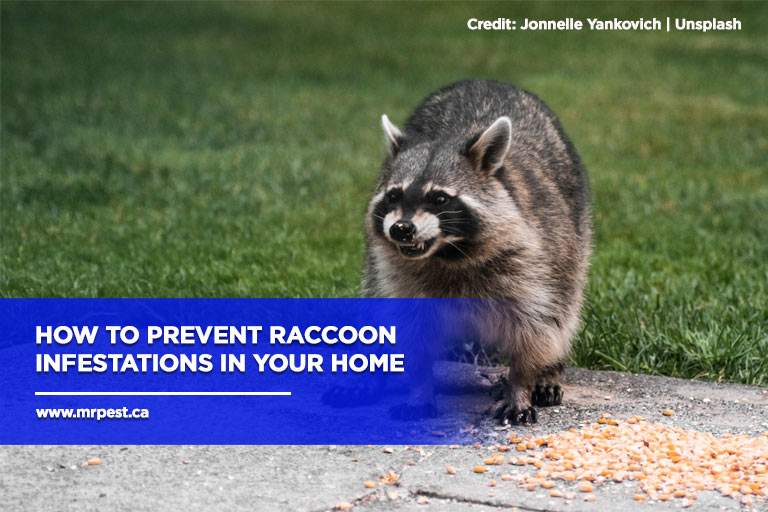 How to Prevent Raccoon Infestations in Your Home
